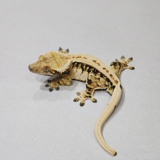 Full Pinstripe White Pin Tri Extreme Harlequin Zengex White Spot