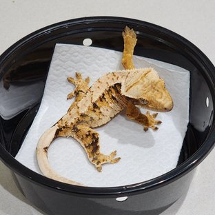 Tri Extreme Harlequin