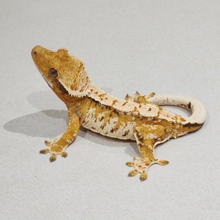 White Crown Drippy Tri Extreme Harlequin White Spot