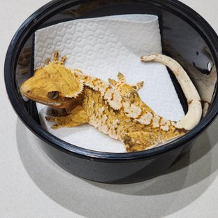 White Crown Brindle Extreme Harlequin White Spot