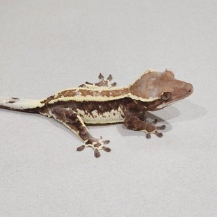 바브카
