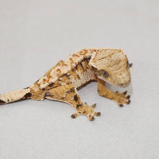 트라이 익스트림할리퀸 바브 화이트핀