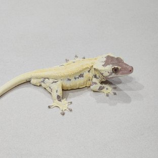 Frappuccino Solid Back