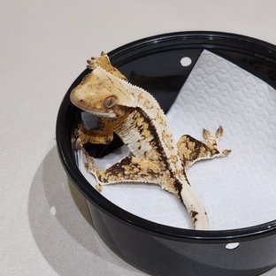 Tri Extreme Harlequin Drippy