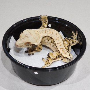 Full Pinstripe White Crown Tri White Spot Extreme Harlequin