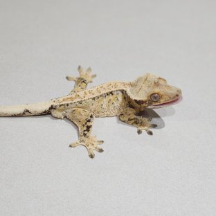 화이트핀 트라이 익스트림할리퀸 화이트스팟 드리피