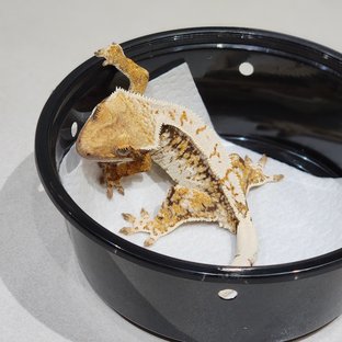 Drippy Tri Extreme Harlequin White Spot White Crown