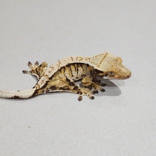 트라이 익스트림할리퀸 바브