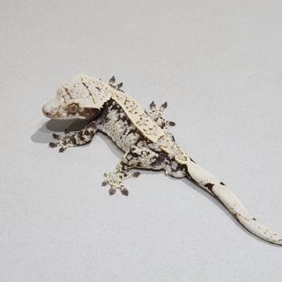 드리피 화이트스팟