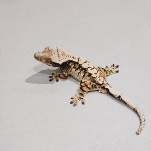 Tri Extreme Harlequin White Spot Drippy