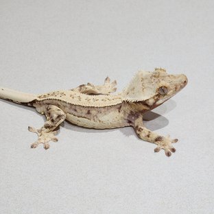 Full Pinstripe Drippy Quad White Spot