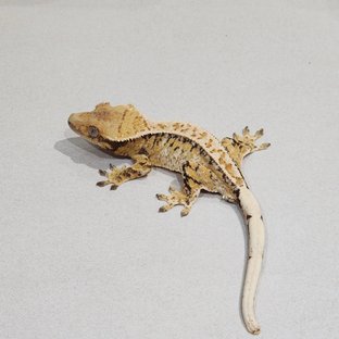 White Pin Tri Extreme Harlequin White Spot Drippy