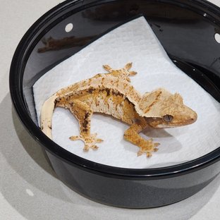 White Crown Tri Extreme Harlequin Drippy White Spot