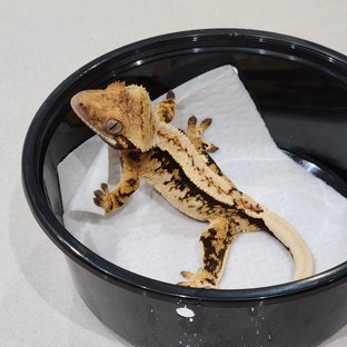 드리피 화이트스팟 화이트핀 화이트크라운