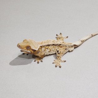 풀핀 드리피 트라이 화이트스팟 화이트크라운 익스트림할리퀸