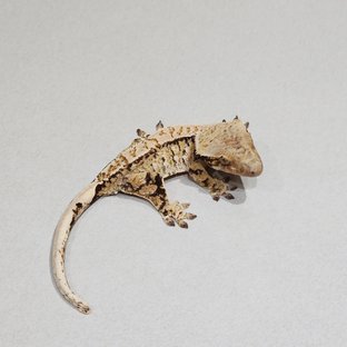 Tri White Spot Extreme Harlequin