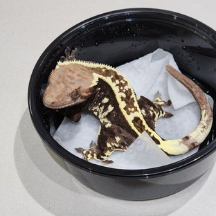 White Crown Cappuccino