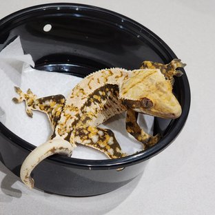 White Crown Tri Extreme Harlequin White Spot