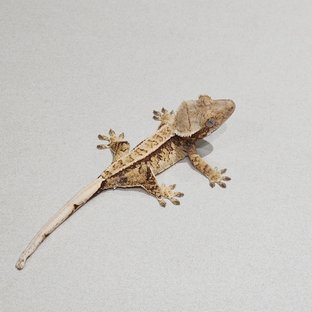 화이트스팟 트라이 익스트림할리퀸