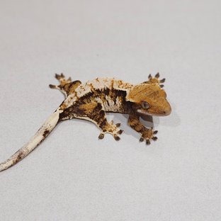 화이트핀 화이트스팟 트라이 익스트림할리퀸