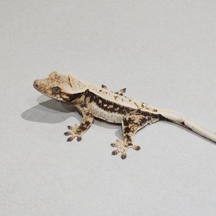 Quad Drippy White Spot