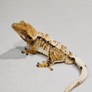 White Crown Tri Extreme Harlequin White Spot