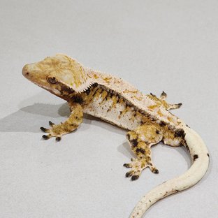 White Crown Drippy Extreme Harlequin Tri White Spot White Pin