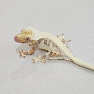 바브 판다 릴리화이트