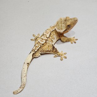 White Crown Brindle White Spot