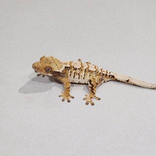 Tri Extreme Harlequin White Pin White Spot