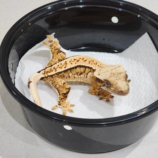 Tri Extreme Harlequin