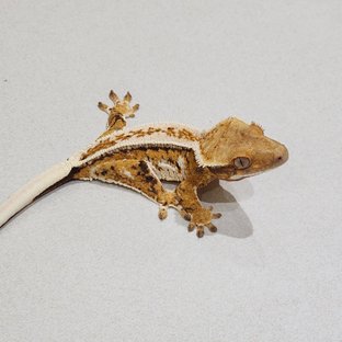 Full Pinstripe Drippy Tri Extreme Harlequin White Crown White Pin