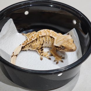 Drippy Tri White Spot White Crown