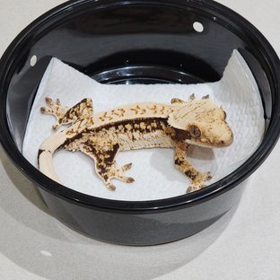 Drippy Quad White Spot Tri