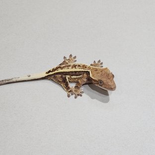 풀핀 화이트핀 카푸치노