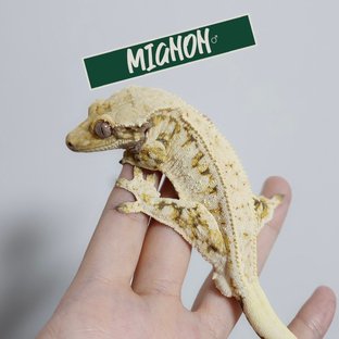 미뇽