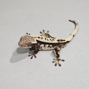 White Pin Cappuccino White Spot