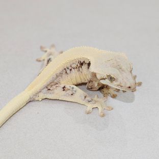 Lilly White Solid Back Panda