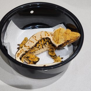 White Crown Tri Extreme Harlequin