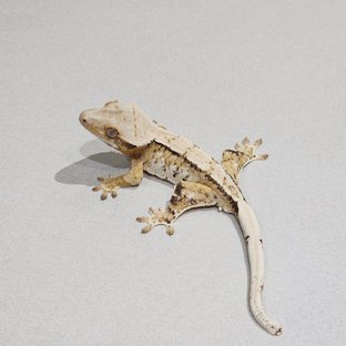 Tri Extreme Harlequin