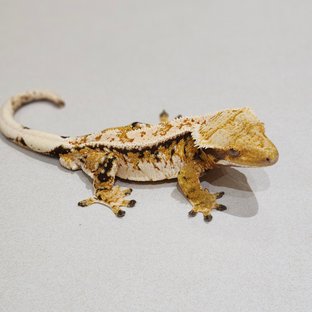 White Crown White Pin Tri Extreme Harlequin White Spot