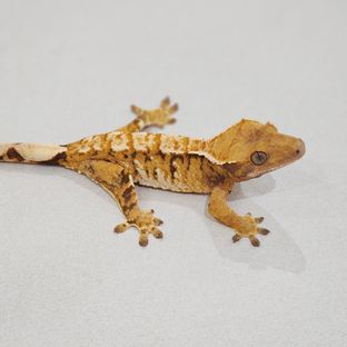 바브 트라이 익스트림할리퀸 화이트핀