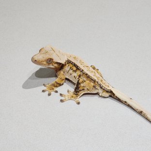 풀핀 드리피 트라이 익스트림할리퀸