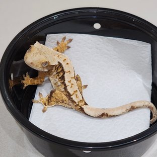 Tri Extreme Harlequin