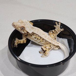 Full Pinstripe Tri Drippy White Spot White Pin