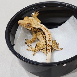 드리피 트라이 익스트림할리퀸