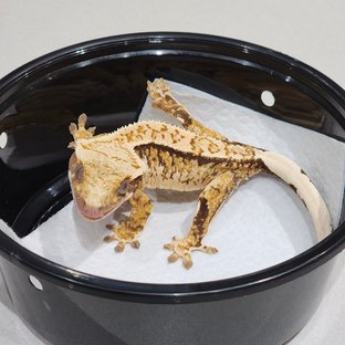 White Crown Drippy Tri Extreme Harlequin White Spot