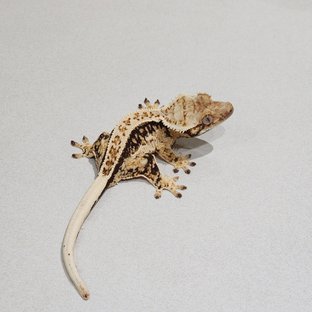 Full Pinstripe Drippy White Spot White Pin