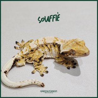 수플레