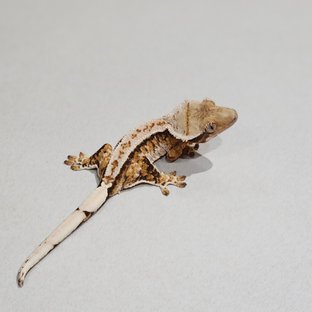 화이트핀 드리피 트라이 익스트림할리퀸